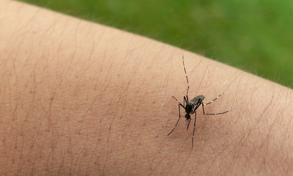 坊間避之唯恐不及的「敵避DEET」，其實比任何宣稱天然的防蚊液都還要有效 – The News Lens 關鍵評論網